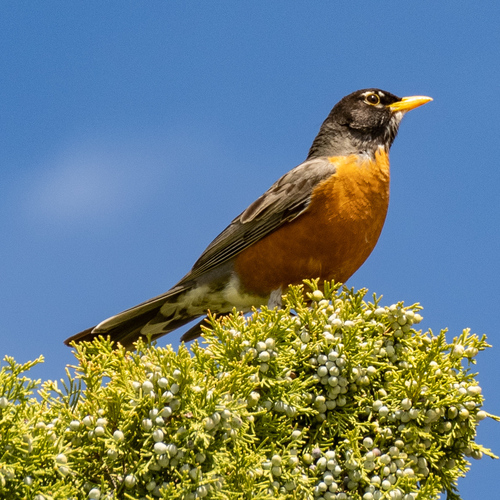 American Robin