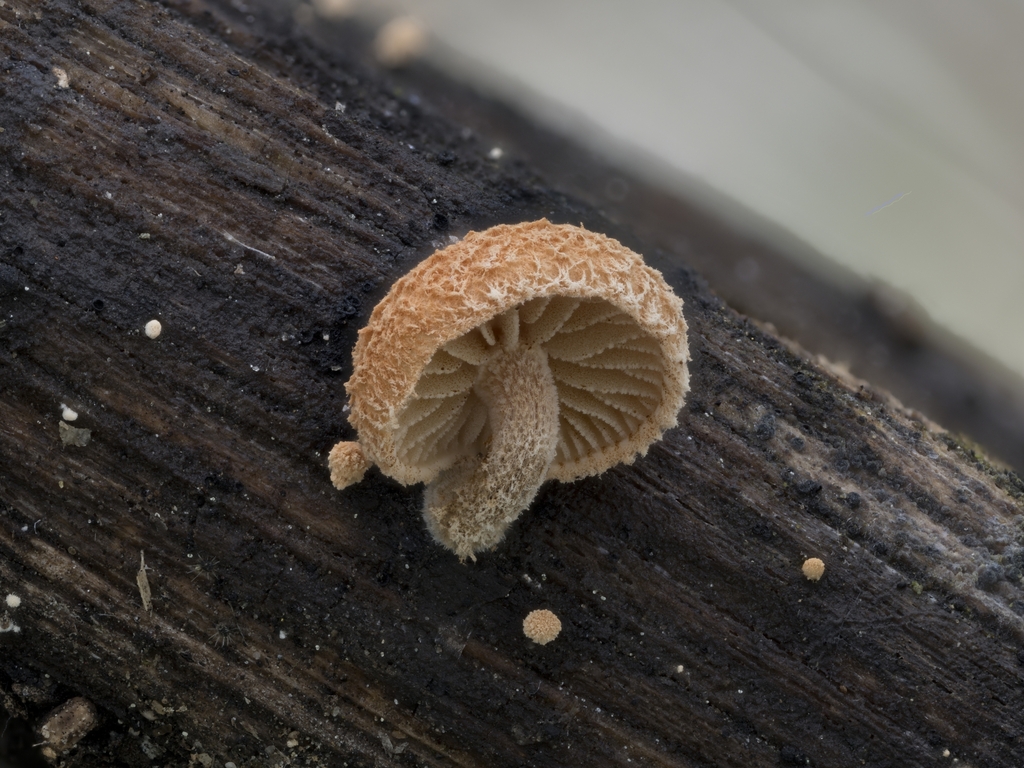 Pleuroflammula minutula