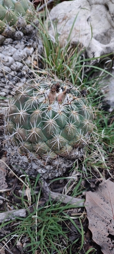 Image of Coryphantha elephantidens by no rights reserved