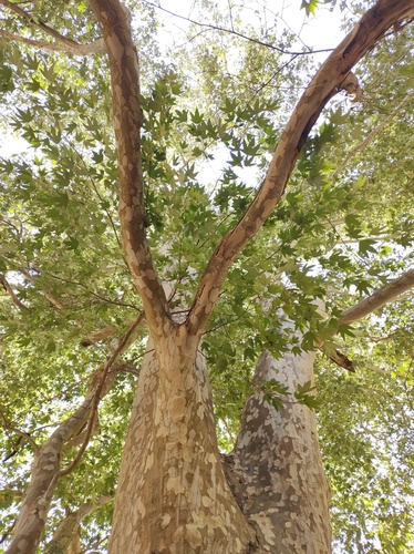 Gentry's Sycamore (Platanus gentryi)