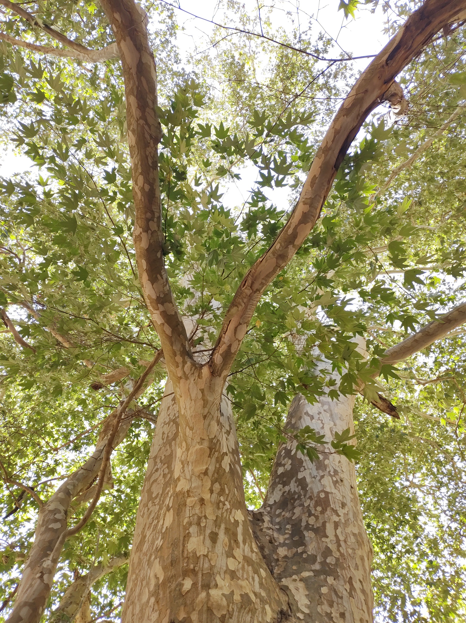 Gentry's Sycamore (Platanus gentryi)