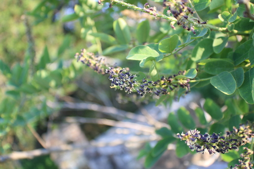 Image of Amorpha ouachitensis by (c) Dakota Parish, some rights reserved (CC BY)