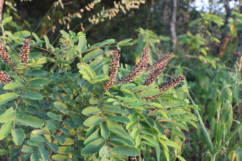 Image of Amorpha ouachitensis by (c) Dakota Parish, some rights reserved (CC BY)