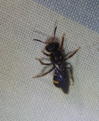 Lasioglossum peraustrale