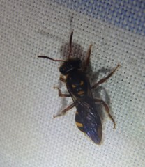 Lasioglossum peraustrale