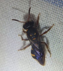 Lasioglossum peraustrale