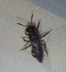 Lasioglossum peraustrale