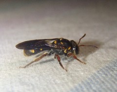 Lasioglossum peraustrale