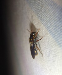 Lasioglossum peraustrale