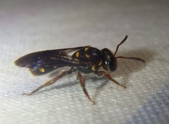 Lasioglossum peraustrale