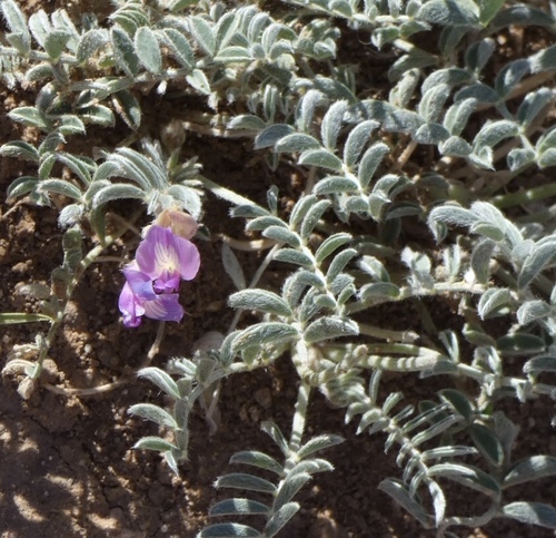 Image of Astragalus feensis by (c) bmasinton, some rights reserved (CC BY-SA)