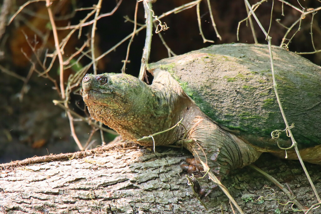 Common Snapping Turtle from Beaver Marsh, Cuyahoga Falls, OH 44264, USA ...