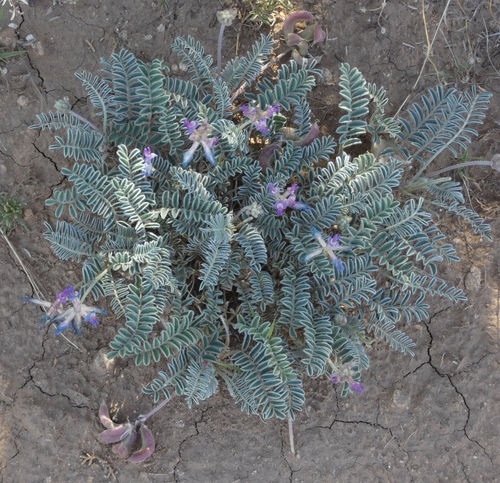 Image of Astragalus feensis by (c) bmasinton, some rights reserved (CC BY-SA)