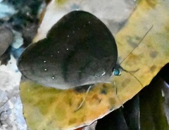 Faunis canens arcesilas