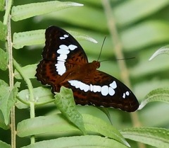 Moduza procris milonia