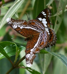 Lebadea martha parkeri
