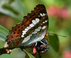Moduza procris milonia