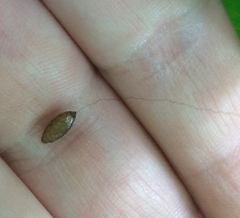 Meteorus pulchricornis