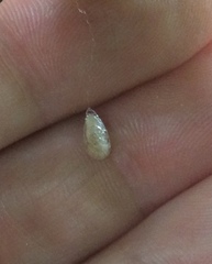 Meteorus pulchricornis