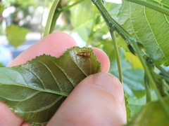 Rhytidodus decimusquartus