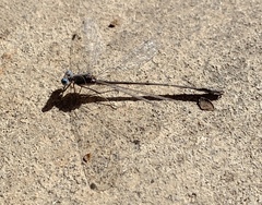 Lestes australis