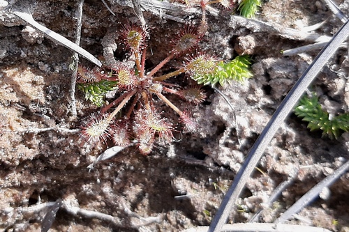 Drosera communis