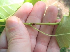 Rhytidodus decimusquartus