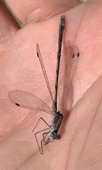 Lestes australis