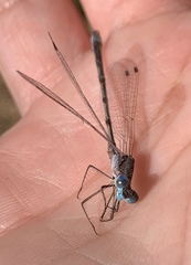 Lestes australis