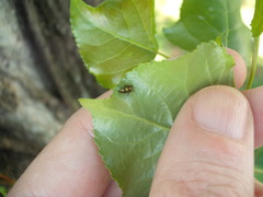 Rhytidodus decimusquartus
