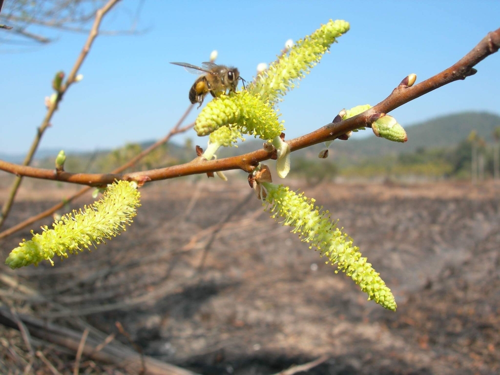 Salix tetrasperma (Salix tetrasperma)