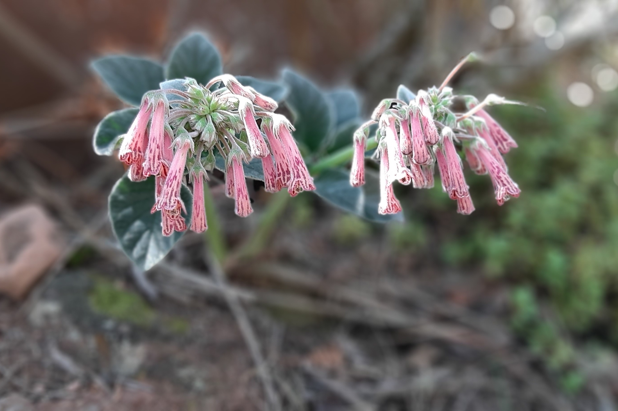 Sinningia douglasii