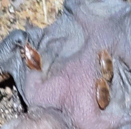 Eastern Bat Bug photo 5