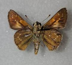 Hesperia attalus
