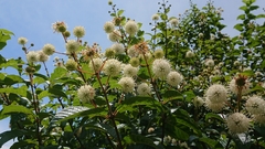 Cephalanthus tetrandra
