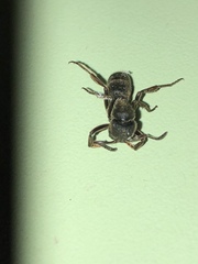 Pseudoneoponera rufipes