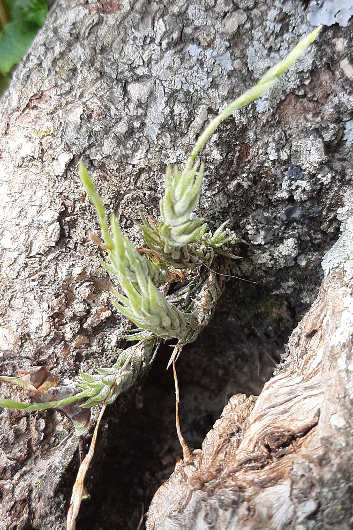 Tillandsia tricholepis