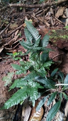 Pteris grevilleana