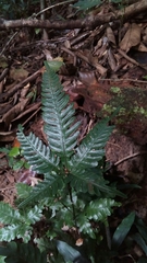 Pteris grevilleana