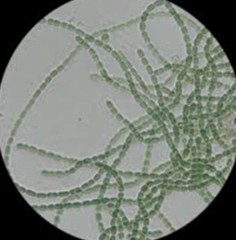 Nostocaceae