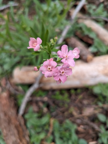 Image of Hackelia mundula by (c) Max Miley, some rights reserved (CC BY)