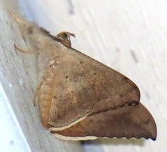 Oxyodes scrobiculata