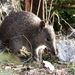 Bandicoots and Bilbies - Photo (c) Alan Melville, some rights reserved (CC BY-NC-ND), uploaded by Alan Melville