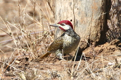 Campethera bennettii bennettii