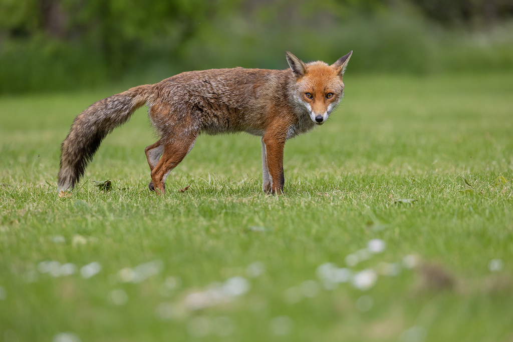 Red Fox