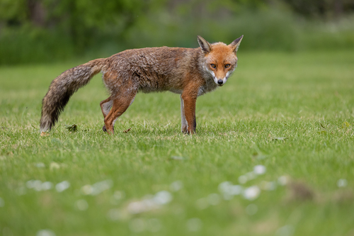 Red Fox