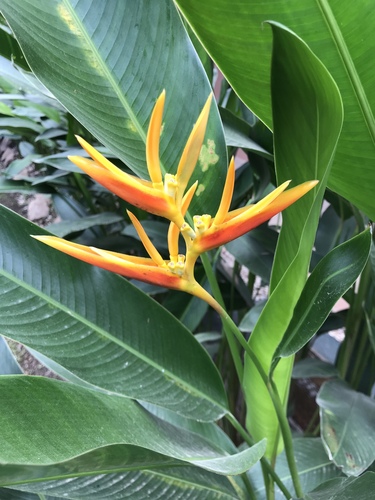 Heliconia × nickeriensis, photograph 6
