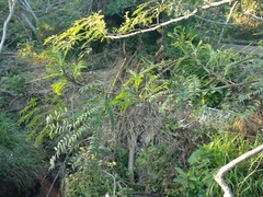 Heteropsylla