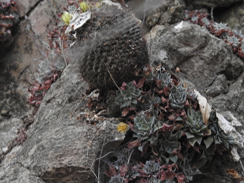 Mammillaria bocensis