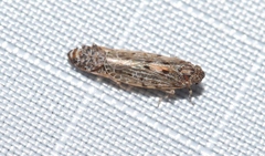 Plectoderini